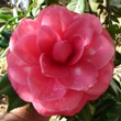 Rosea Superba [United States] Variegated